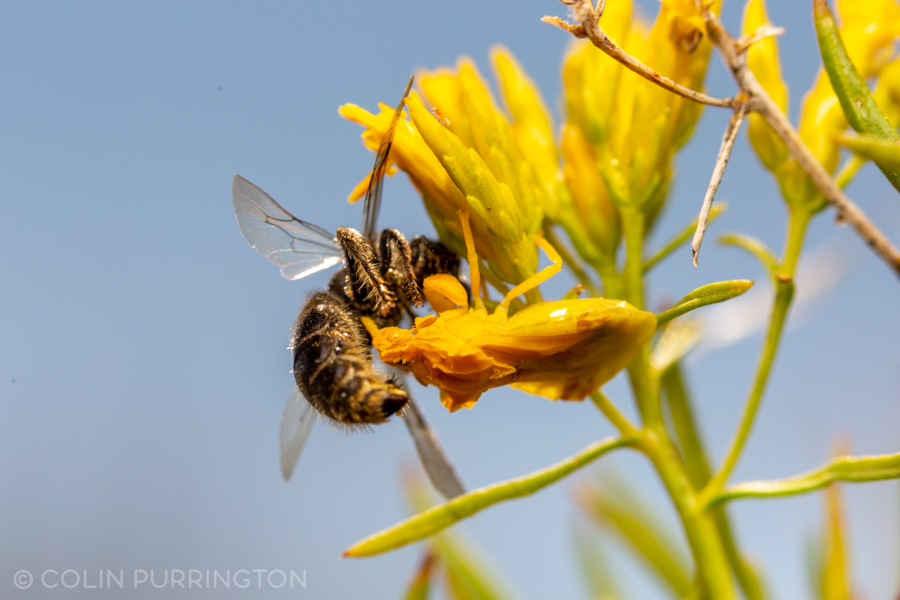 Jagged ambush bug (Phymata) eating a bee