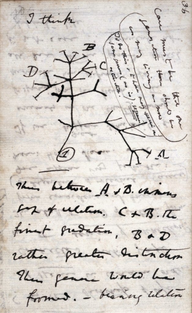Charles Darwin's "I think" sketch of the tree of life