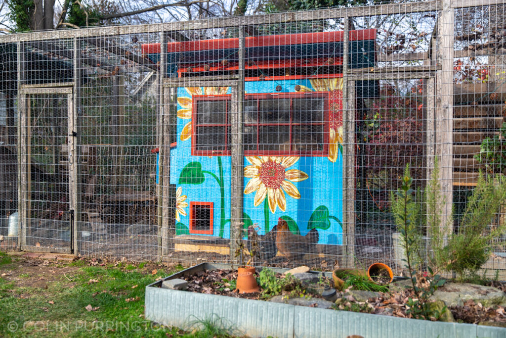 Sunflower-themed chicken coop built from scrap lumber