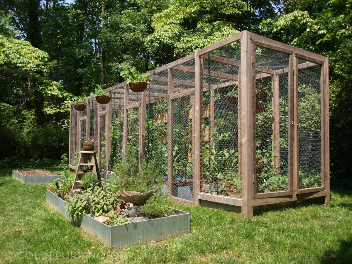 Squirrel-proof garden » Colin Purrington's blog