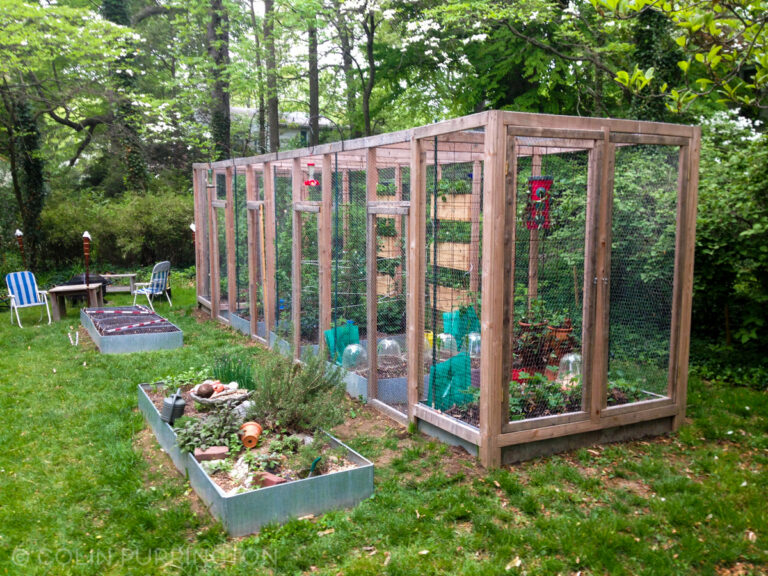 Squirrel-proof Garden » Colin Purrington's Blog