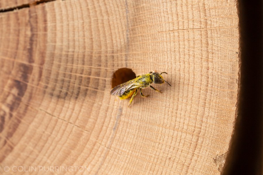 Mock-orange scissor bee (Chelostoma philadelphi)