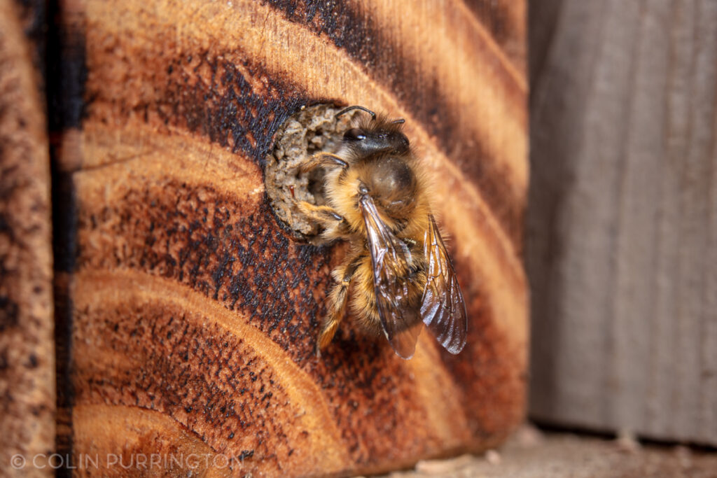 Taurus mason bee (Osmia taurus)