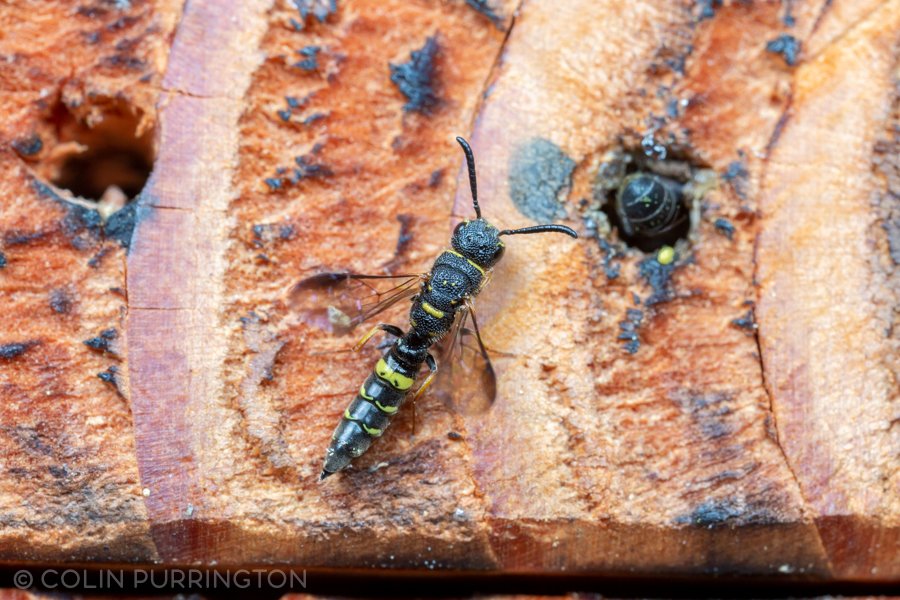 club-horned cuckoo wasp (Sapyga louisi)