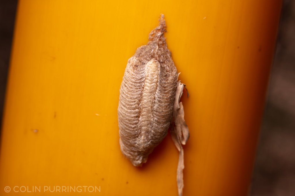 Identifying mantid egg cases in Pennsylvania Colin Purrington