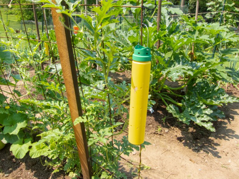 Cucumber beetle trap » Colin Purrington's blog