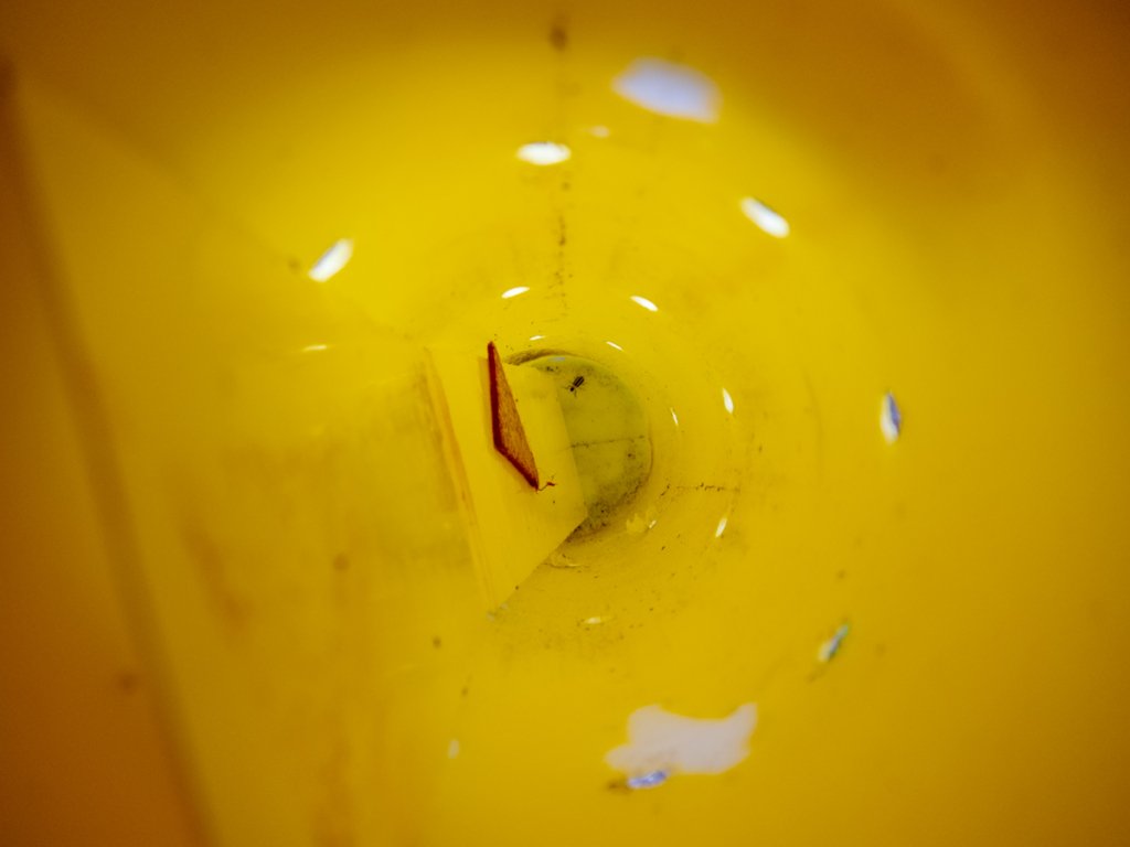 Inside of cucumber beetle trap
