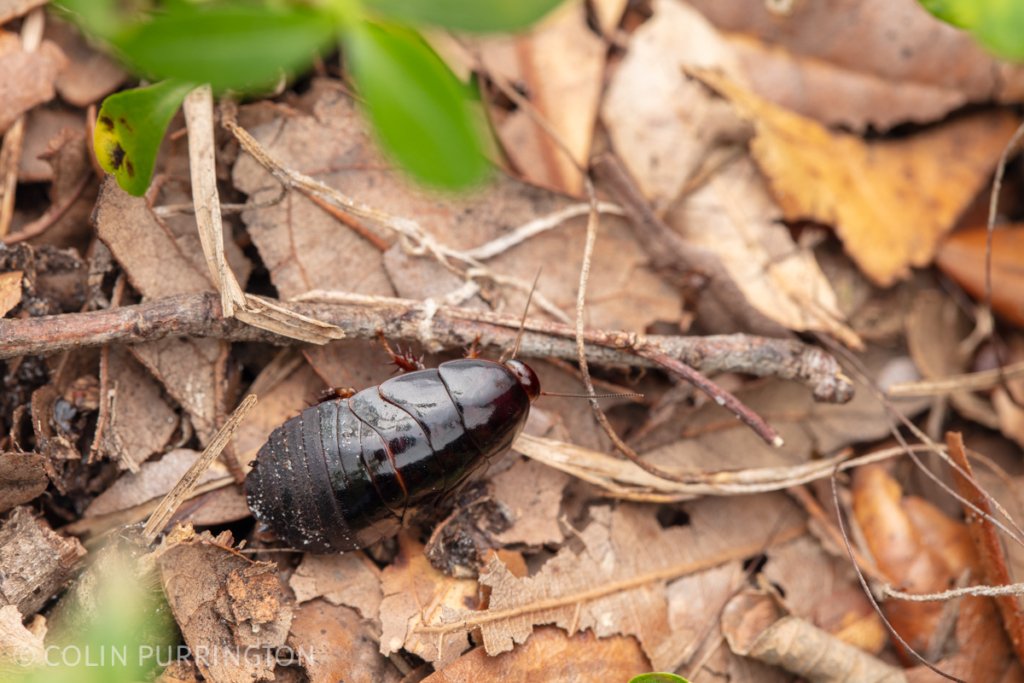 Immature Surinam cockroach (Pycnoscelus surinamensis)