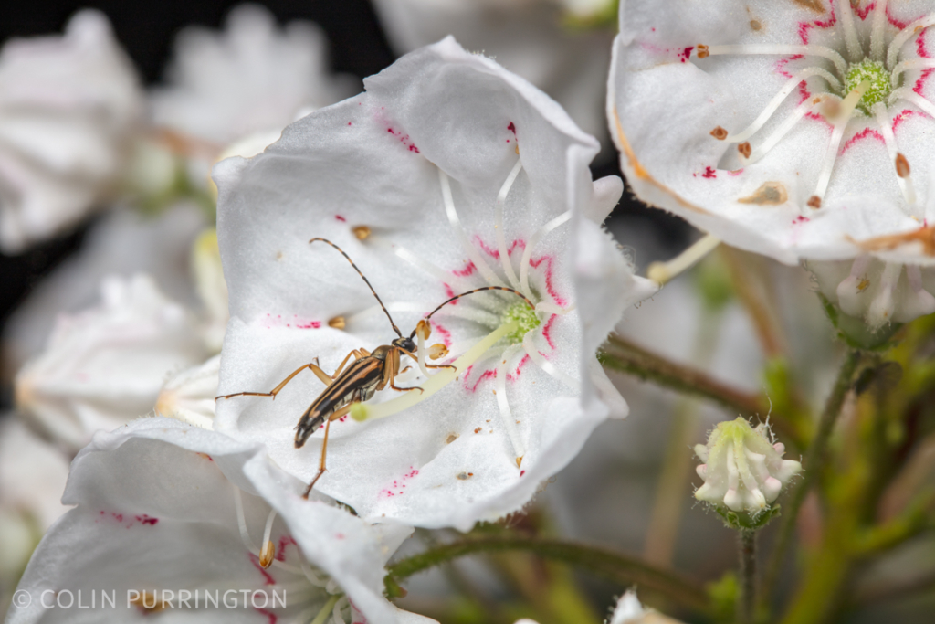 Analeptura lineola eating a mountain laurel flower