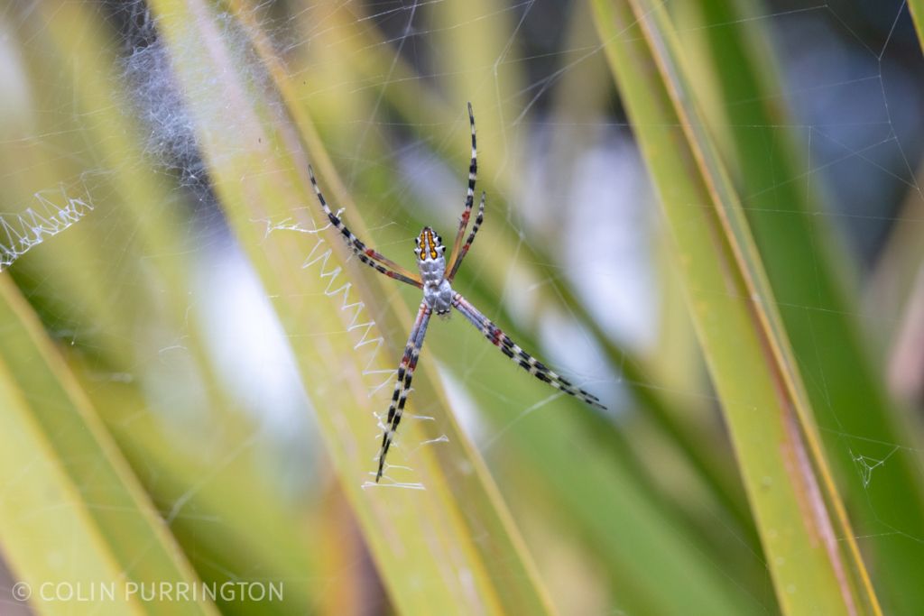 Juvenile Florida garden spider (Argiope florida)