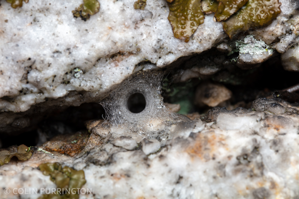 Funnel web of Ariadna bicolor