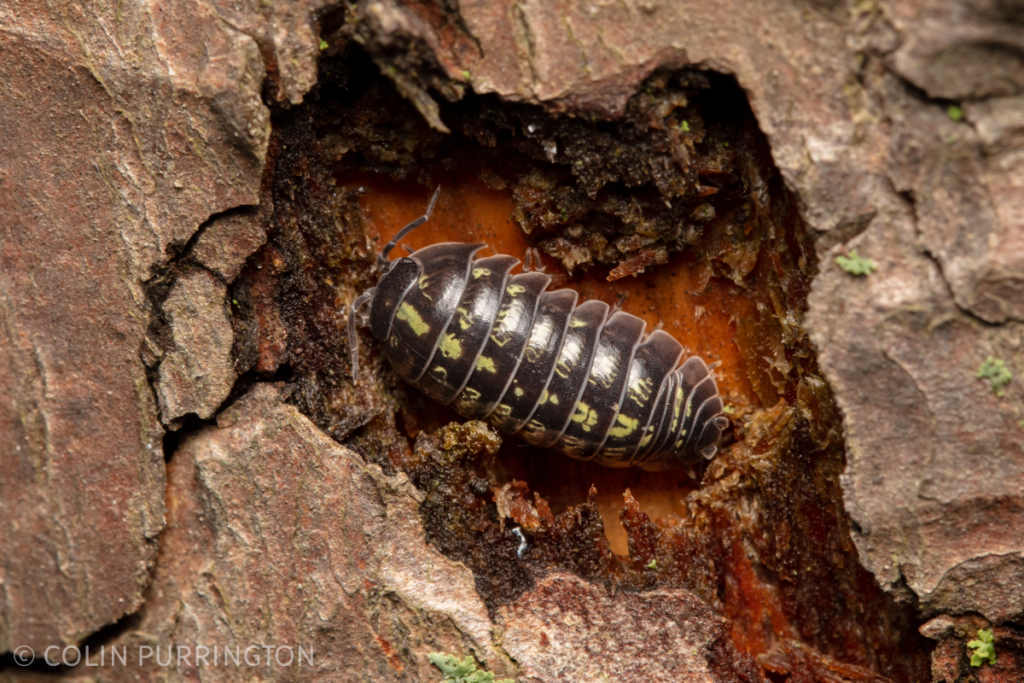 Common pill woodlouse (Armadillidium vulgare) with yellow (pteridine) markings