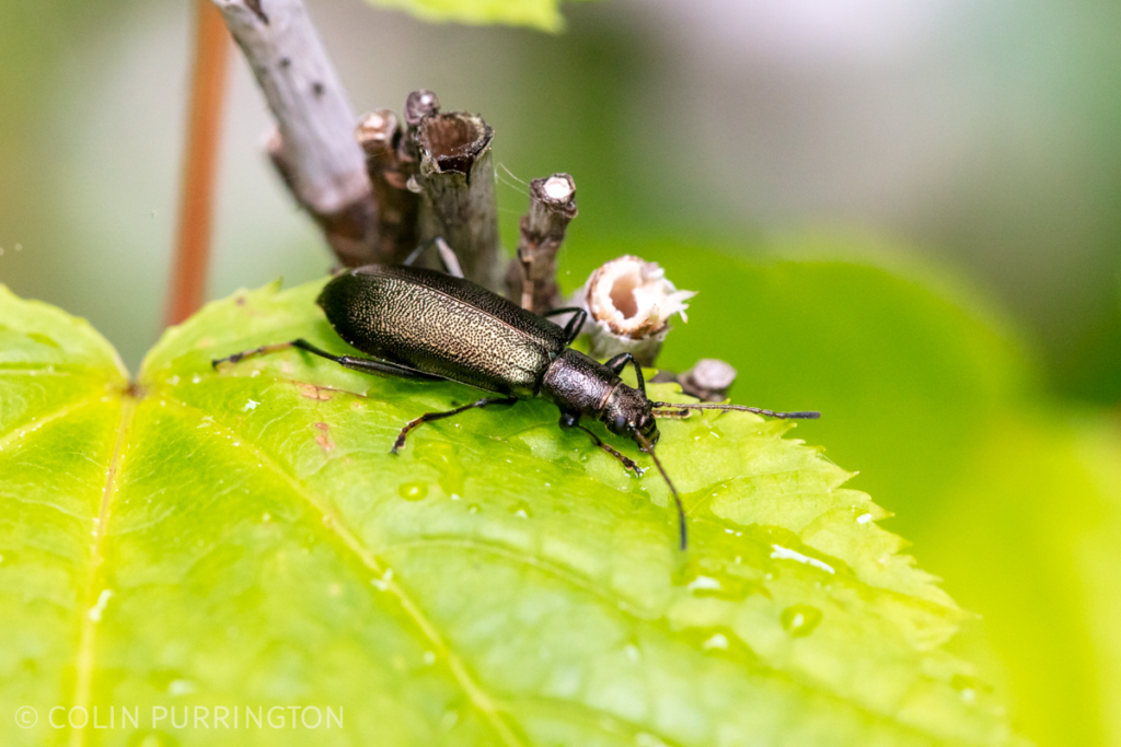 Arthromacra aenea on a leaf