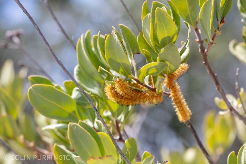 Io moth (Automeris io) caterpillars