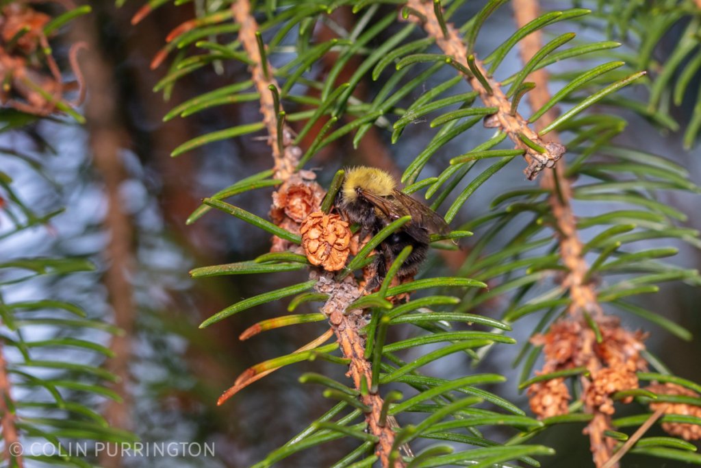 Bumble bee (Bombus sp.) collecting aphid honeydew on a spruce tree