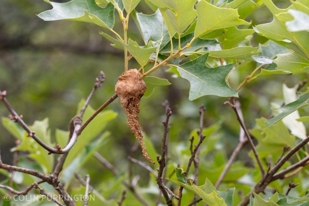 Wooly catkin gall wasp (Callirhytis quercusoperator)