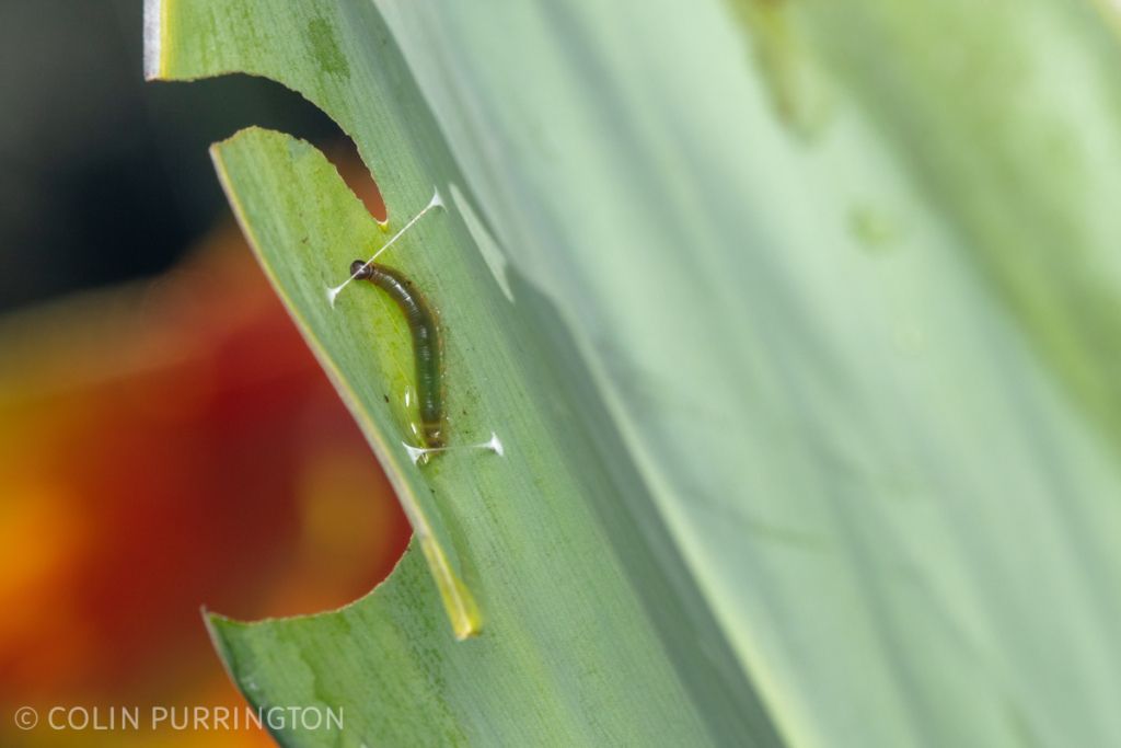 Caterpillar of Brazilian skipper (Calpodes ethlius) on canna lily (Canna sp.)