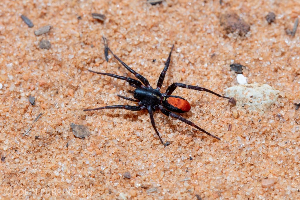 Ant-mimic sac spider (Castianeira sp.)