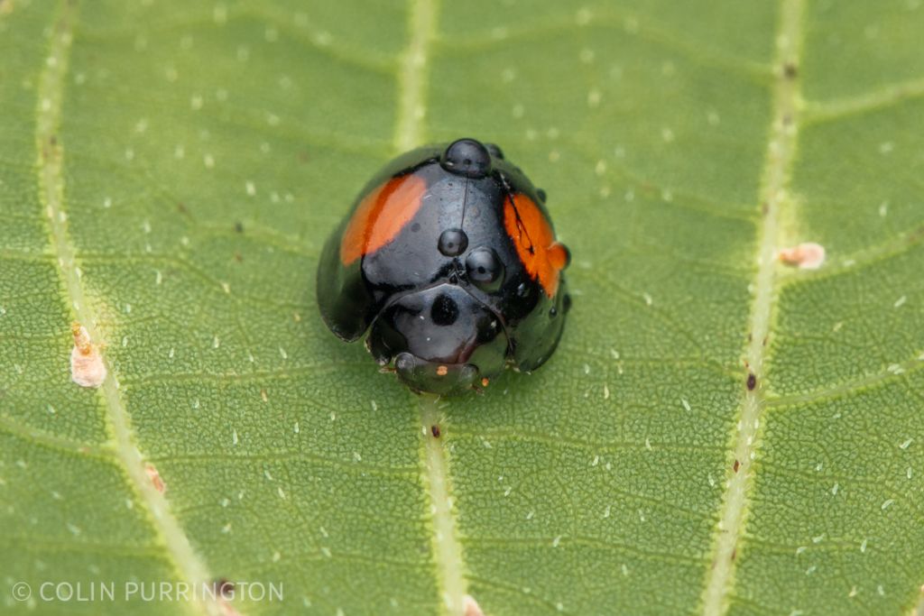 Twice-stabbed lady beetle (Genus Chilocorus sp.)