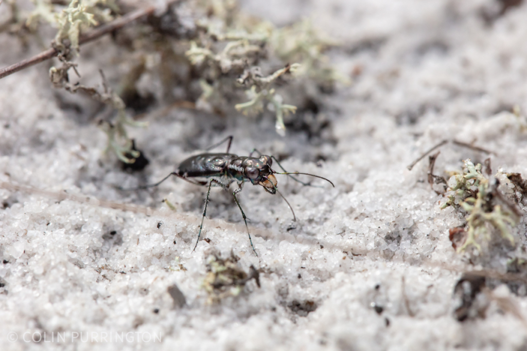 Scabrous tiger beetle (Cicindela scabrosa)