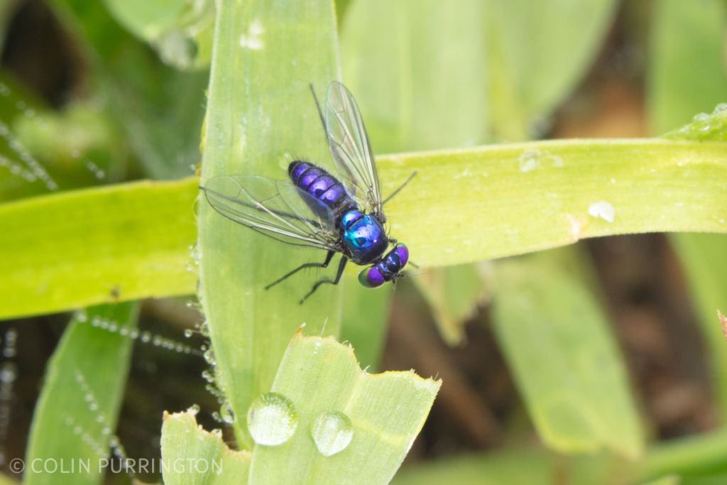 Condylostylus mundus