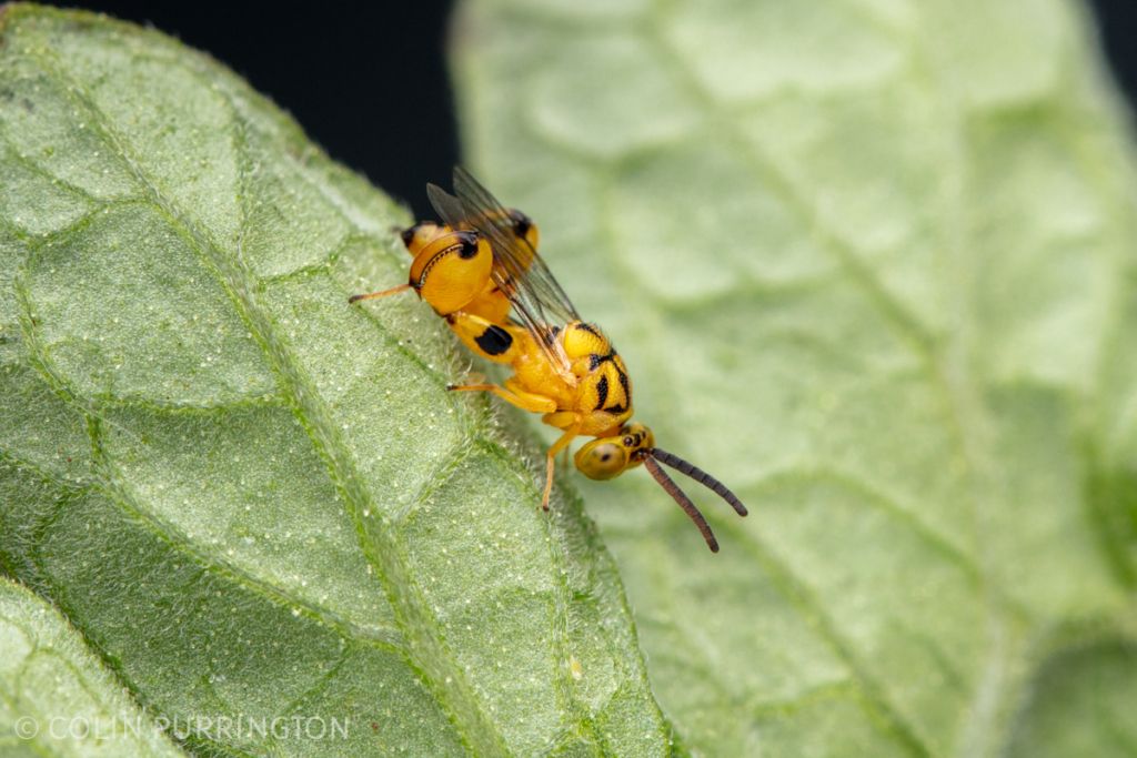 Conura sp. on tomato leaf