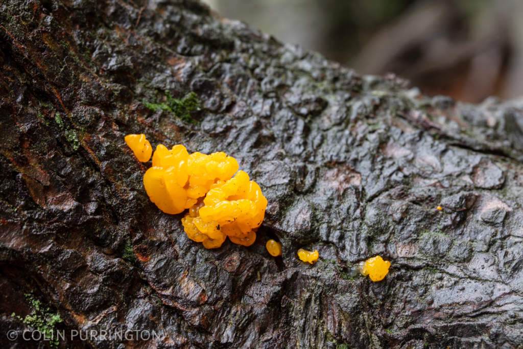 Orange jelly spot (Dacrymyces chrysospermus)