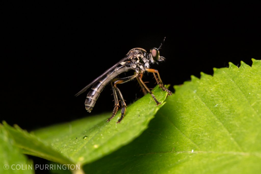 Dioctria hyalipennis perched on a leaf