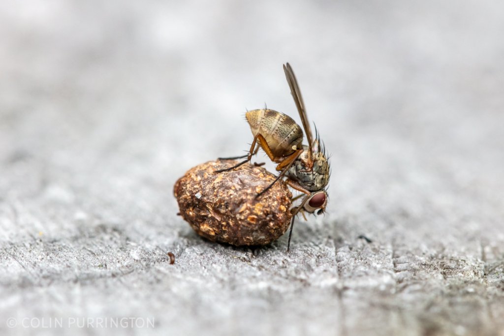 Fly eating a chipmunk scat