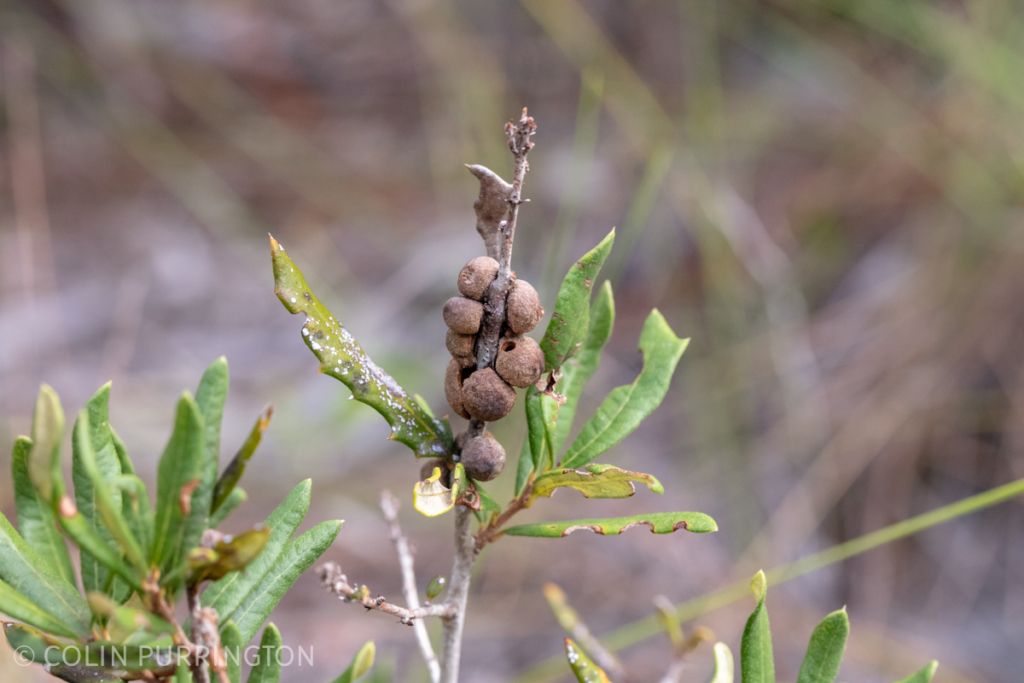 Disholcaspis quercusvirens galls