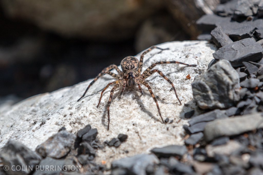 Dark fishing spider (Dolomedes tenebrosus) on rock