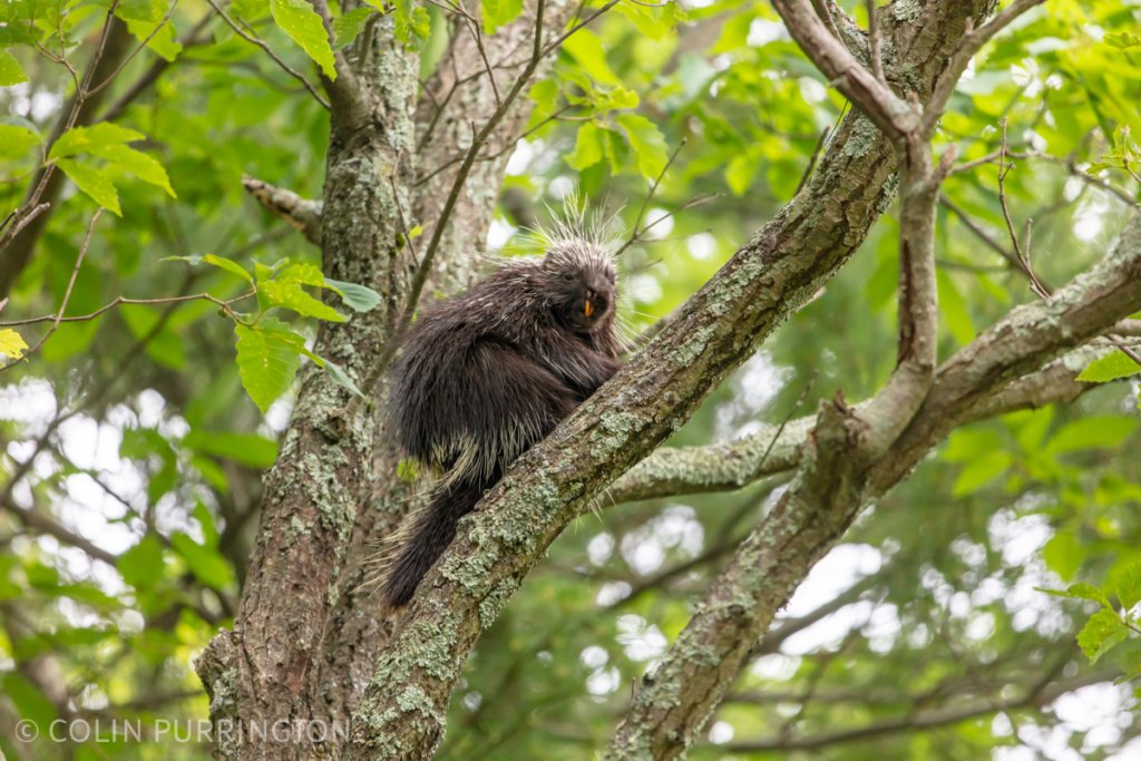 North American porcupine (Erethizon dorsatum) in a tree