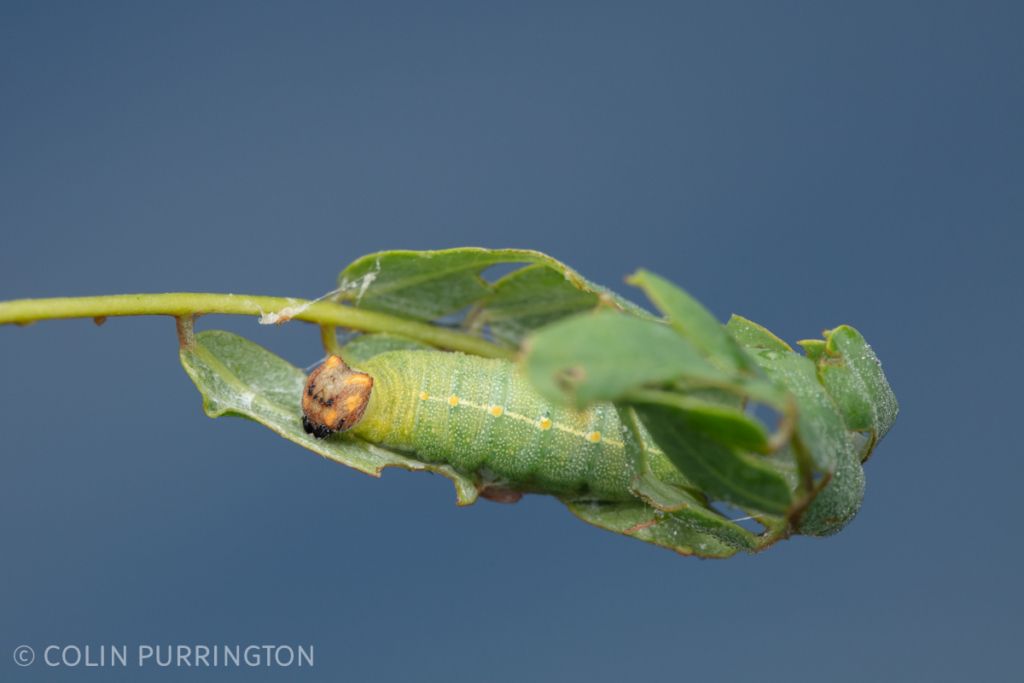 Caterpillar of Zarucco duskywing (Erynnis zarucco) on scarlet sesban