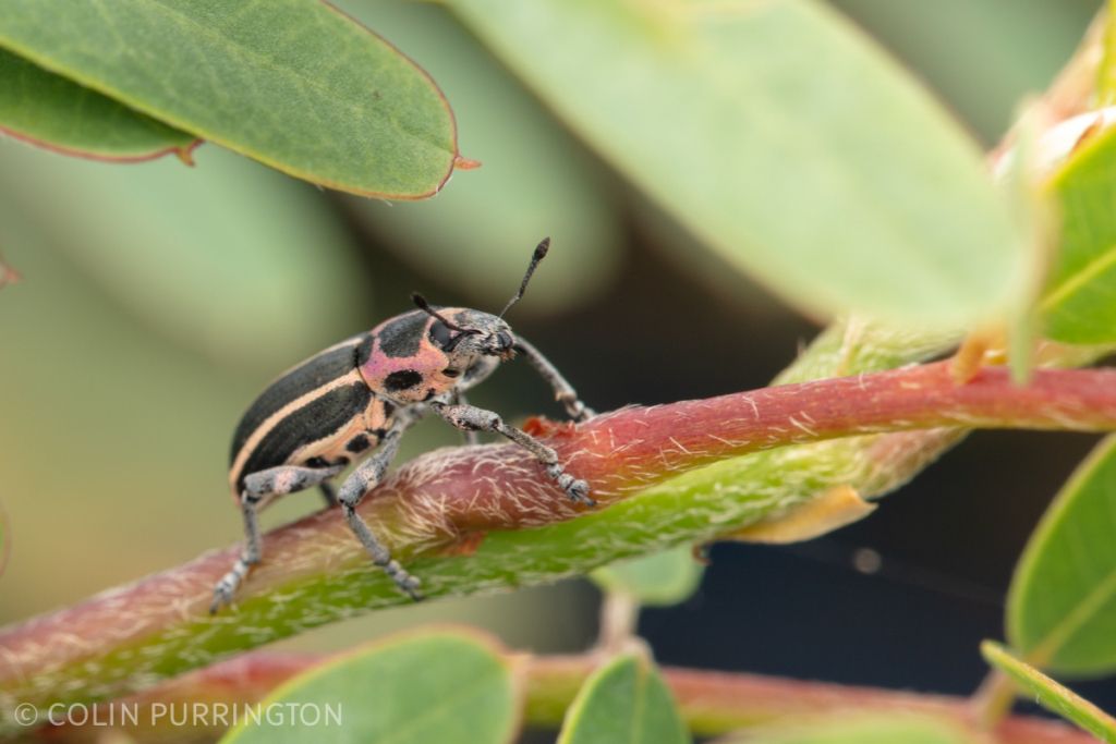 Eudiagogus maryae on scarlet sesbane (Sesbania punicea)