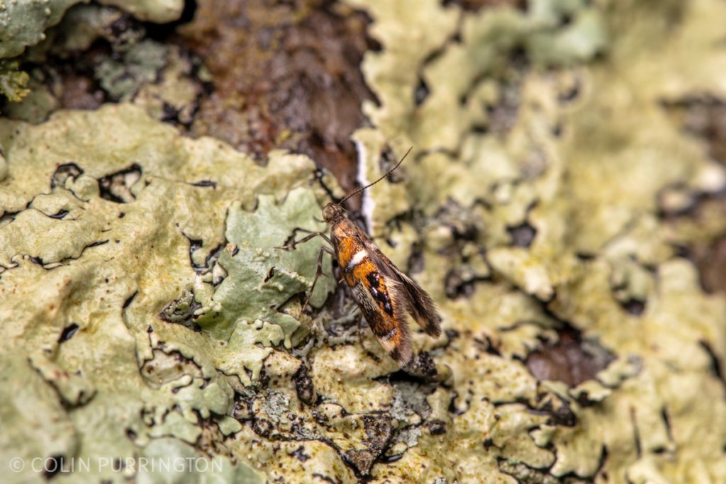 Shaler's Fabiola moth (Fabiola shaleriella)