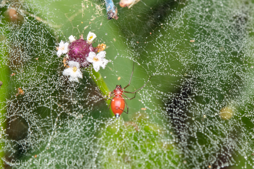 Black-tailed red sheetweb spider (Florinda coccinea)