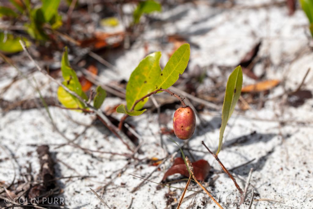 Gopher apple (Geobalanus oblongifolius)