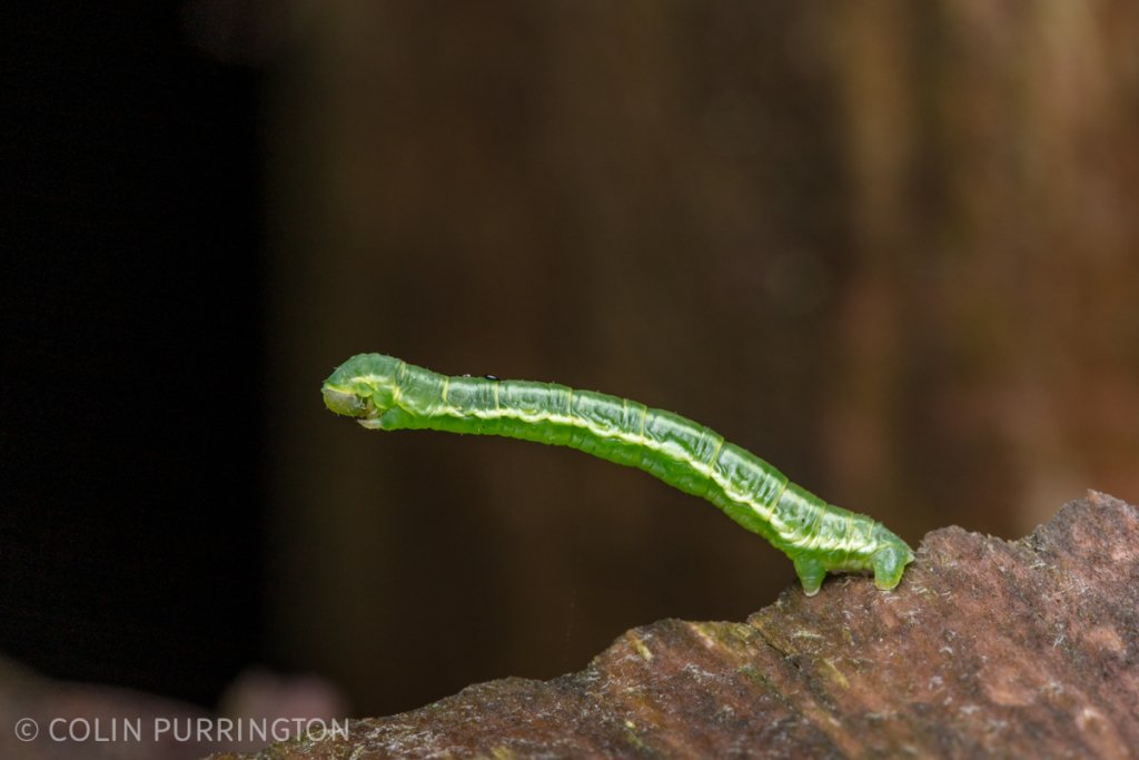 Possibly a sulphur angle (Macaria sulphurea) caterpillar