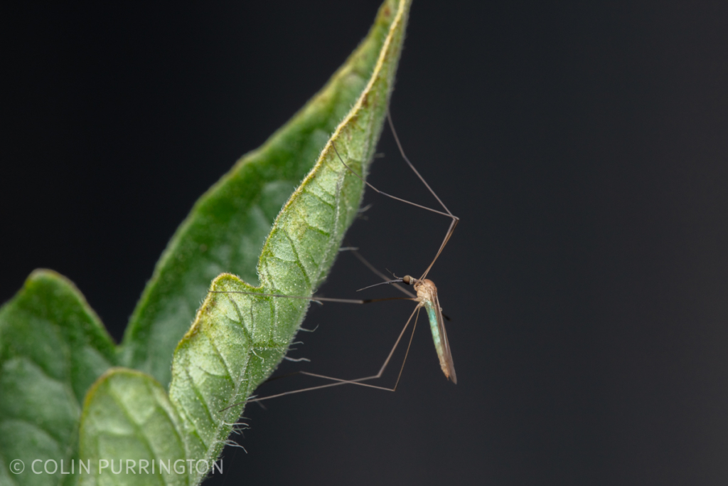 Geranomyia virescens (possibly)
