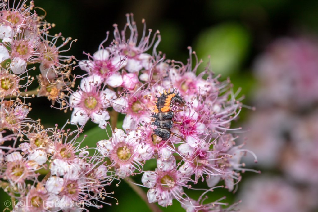 Multicolored Asian lady beetle (Harmonia axyridis) larva eating a flower