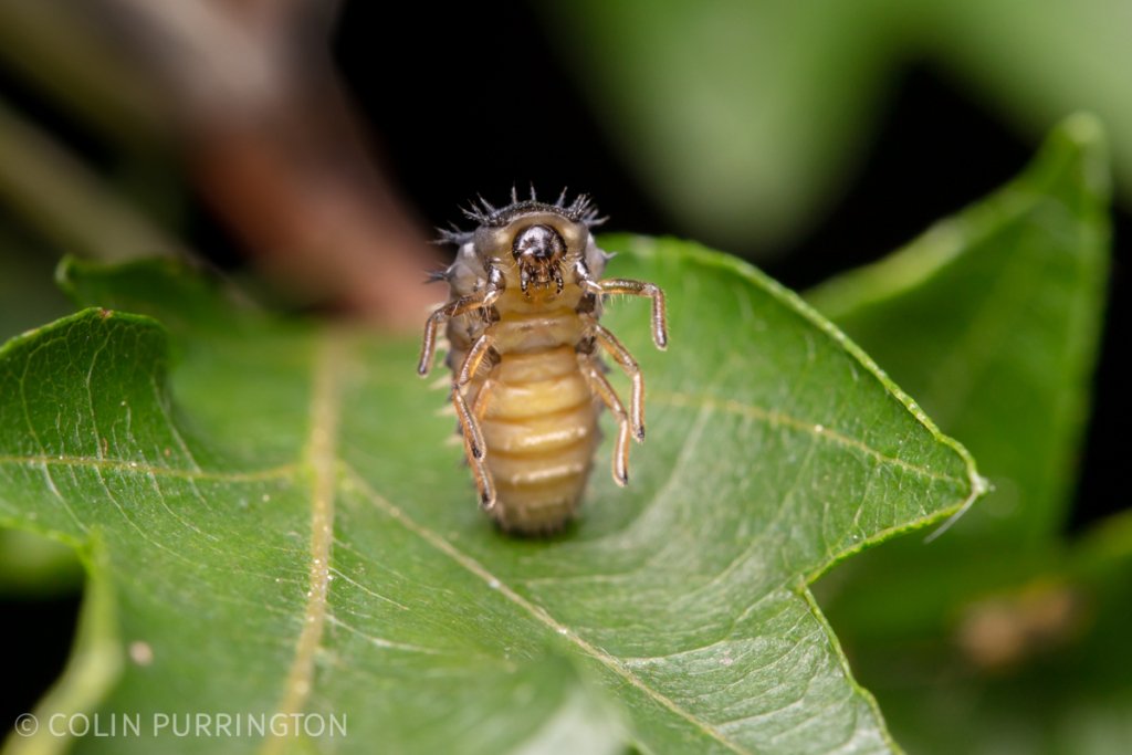 Larva of an Asian lady beetle (Harmonia axyridis) preparing to pupate