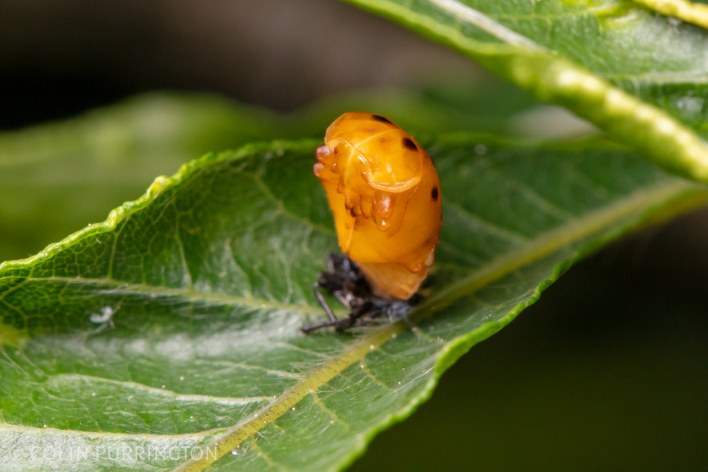 Asian lady beetle (Harmonia axyridis) pupa on leaf