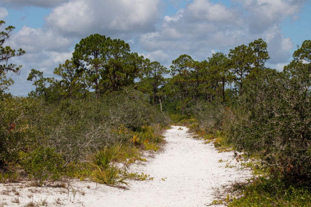 Sandy trail in scrub area of Highlands Hammock State Park. Sebring, FL