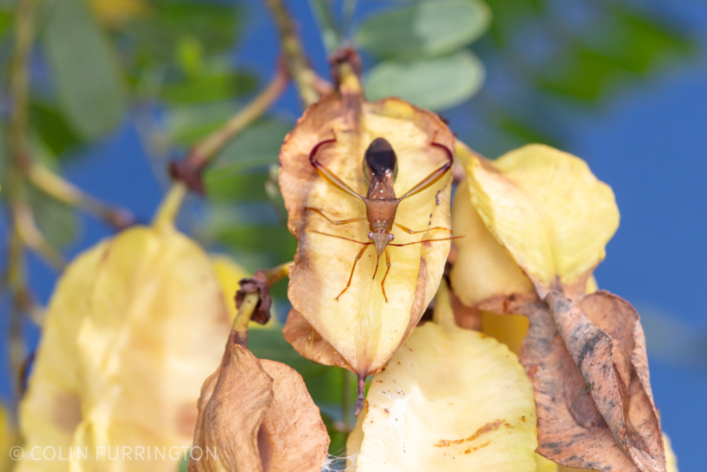 Hyalymenus sp. feeding on scarlet sesbane (Sesbania punicea) fruit