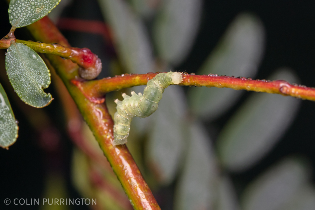 Graylet moth (Hyperstrotia sp.) larva on scarlet Sesbania (Sesbania punicea)