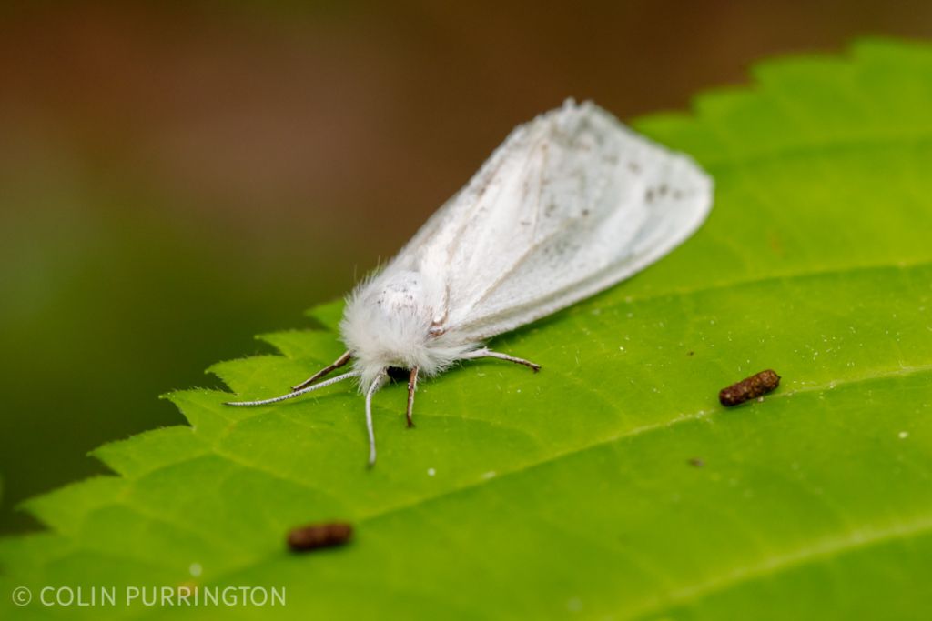 Fall webworm moth (Hyphantria cunea) on a leaf