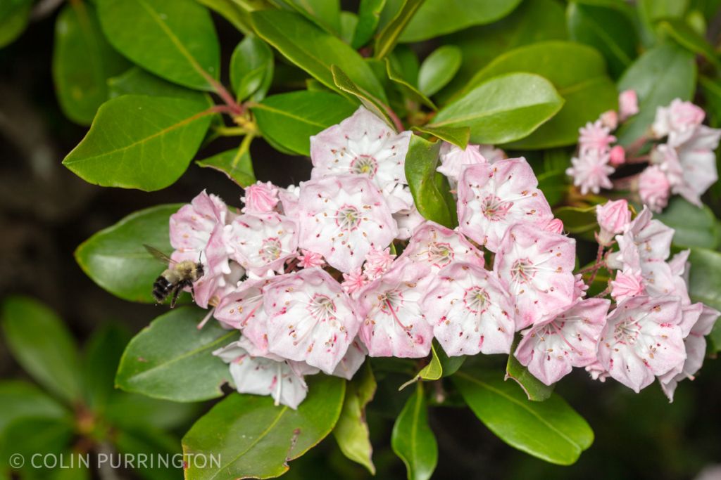 Bumble bee (Bombus sp.) visiting mountain laurel (Kalmia latifolia)