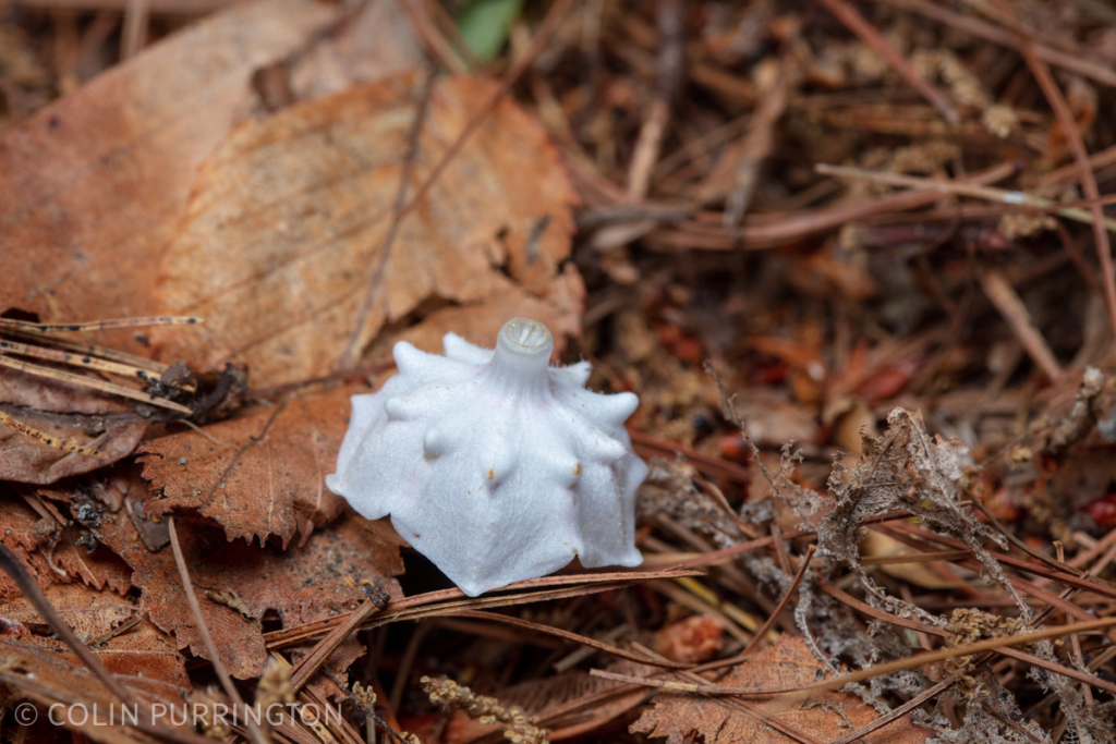 Underside of mountain laurel (Kalmia latifolia) flower