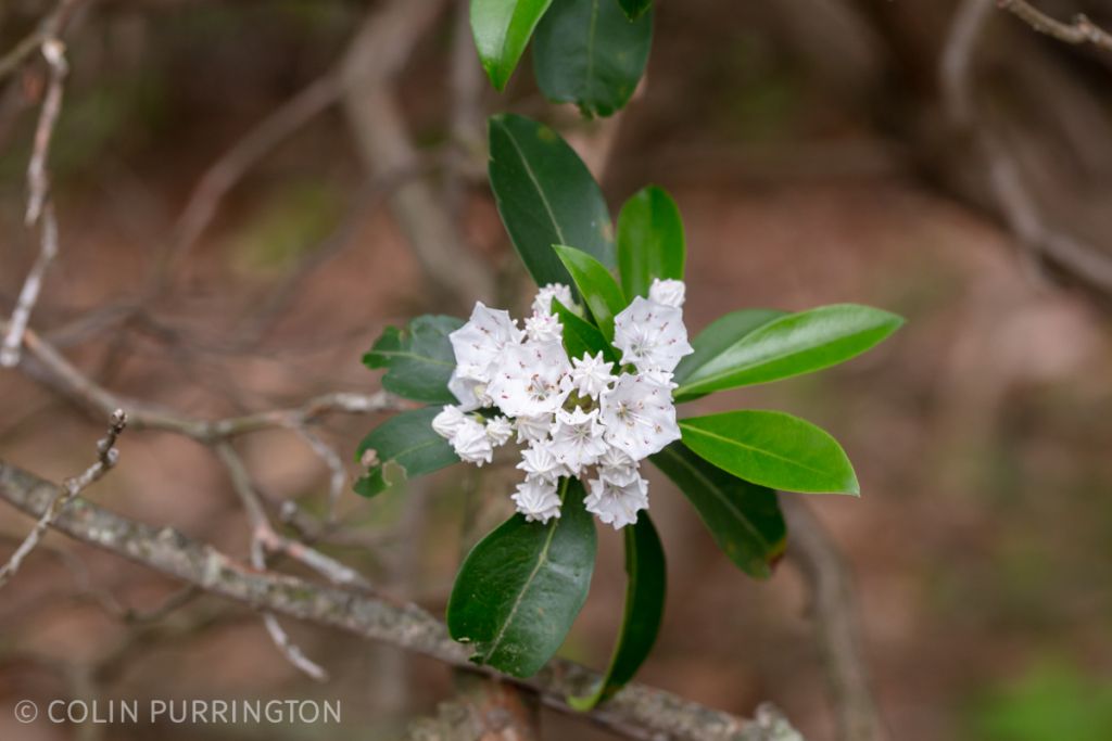 Mountain laurel (Kalmia latifolia) in flower