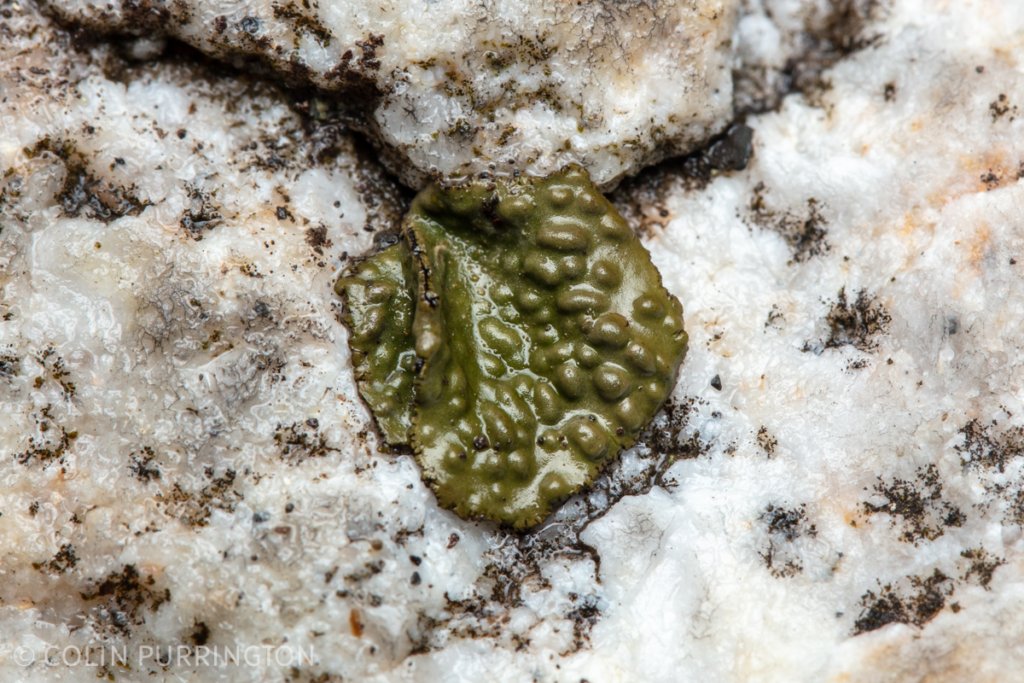 Blistered navel lichen (Lasallia papulosa)